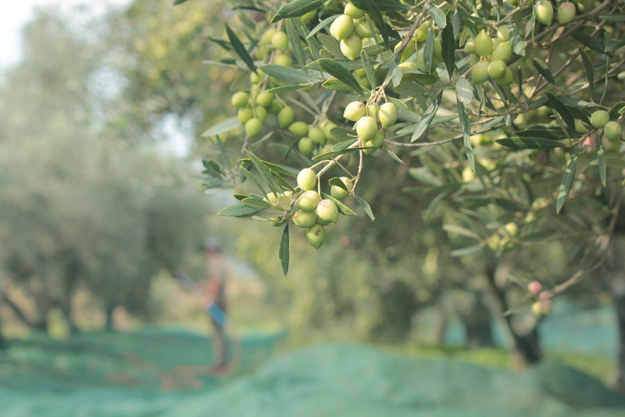 Early Harvested by Hand