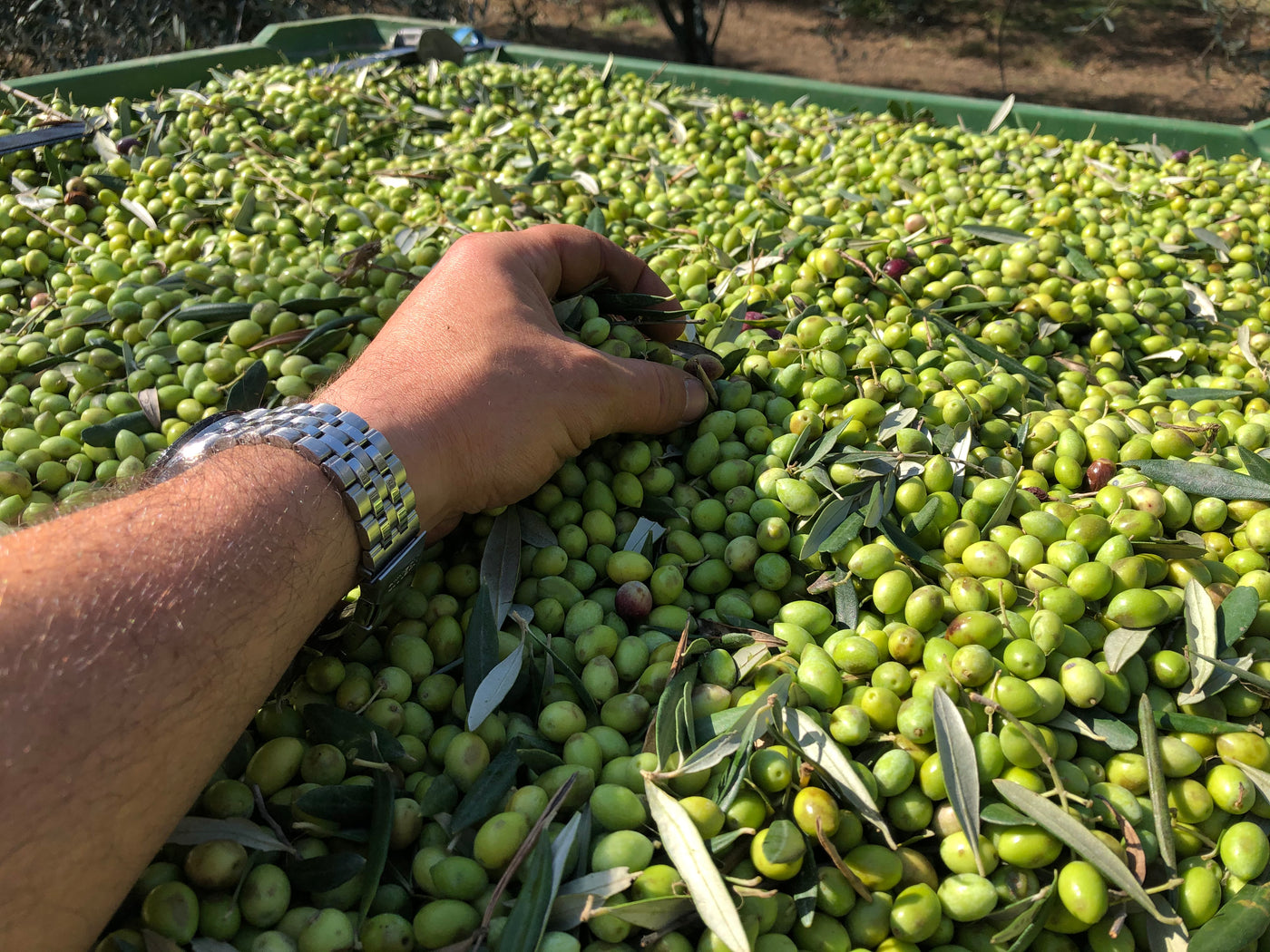 From The Sun Drenched Groves Of Greece
