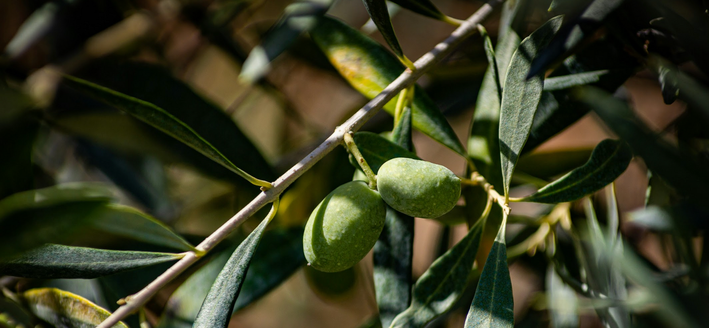 Olive Estate