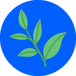 Chlorophyll 